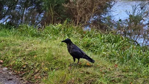 Carrion crow Corvus corone in park, Scotland Stock Footage 293080924