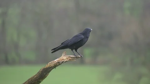 Carrion crow Corvus corone perching on dead tree branch flies away Stock Footage 87047905