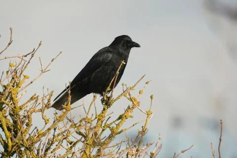 Carrion crow, Corvus corone, Stock Photos