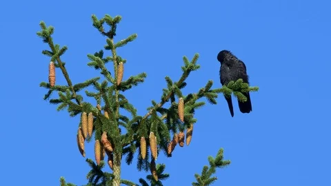 Carrion crow (Corvus corone) preening on top of spruce 스톡 동영상 121731476