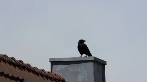 Carrion crow (corvus corone) standing calmly on a chimney on a tiled roof Stock Footage 89006824