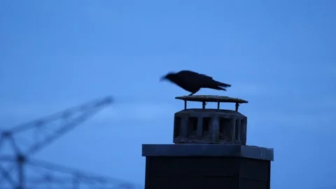Carrion crow (corvus corone) taking flight from old brick chimney near sunset Stock Footage 249302113