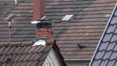 Carrion crow (corvus corone) walking carefully on a slippery tiled roof Video stock 89913947
