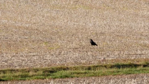 Carrion crow (corvus corone) whetting its beak and walking on stubble field Stock Footage 251370799