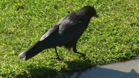 Carrion Crow drinking from puddle Video stock 90199452