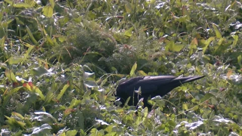 Carrion crow finds nut Stock Footage 205886228