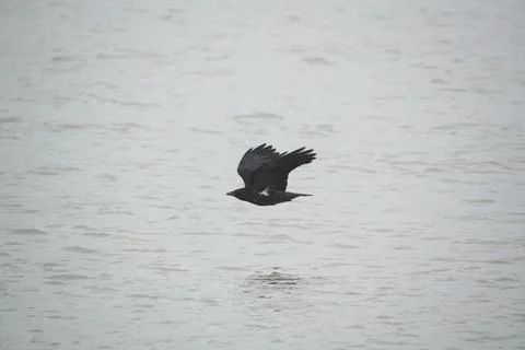 Carrion Crow flying Stock Photos