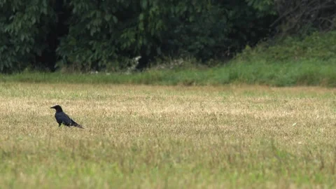 Carrion Crow Foraging in a Dry Meadow Field in 4K Slow Motion Stock-Footage 341571010