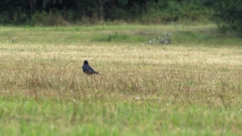 Carrion Crow Foraging in a Dry Meadow Field in 4K Slow Motion 库存影片 341571383