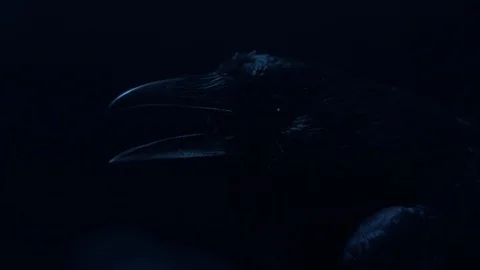 Carrion Crow Head Close-Up In Blue Light With Smoke 動画素材 97605156