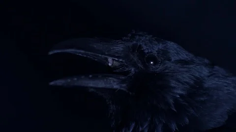 Carrion Crow Head Close-Up In Blue Light With Heavy Smoke 動画素材 97605250