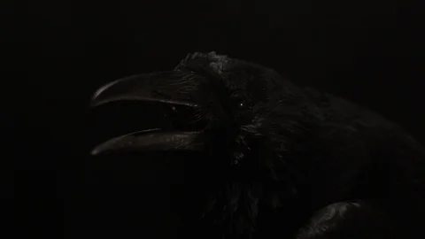 Carrion Crow Head Close-Up In White Light With Smoke 動画素材 97605167