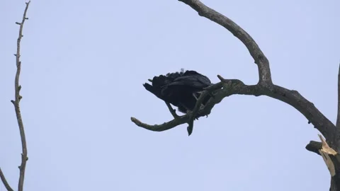 Carrion Crow Perched on a Bare Branch - 4K Wildlife Slow Motion Medium Shot Stock Footage 336720492