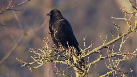 Carrion crow perched on a bare winter branch with glossy black plumage Stock Footage 320609608
