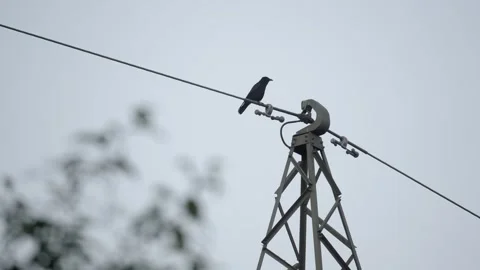 Carrion Crow Perched on Power Line Vídeos de archivo 334667132