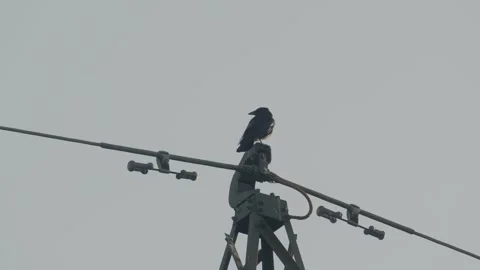 Carrion Crow Perched on Power Line Vidéo 334672433