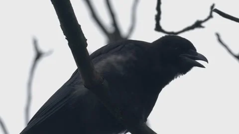 Carrion Crow Perched on Tree Branch Cawing - 4K Wildlife Slow Motion Video stock 336724507