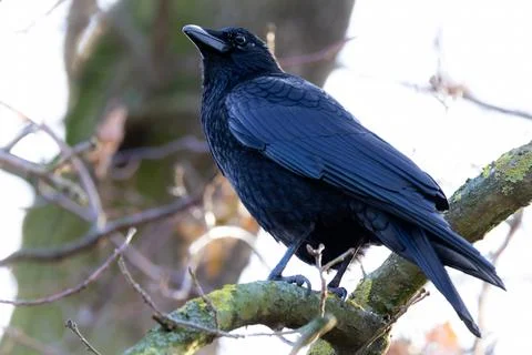 Carrion Crow Perched in Tree Foto stock