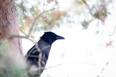 Carrion Crow Perched in Tree Stock Photos
