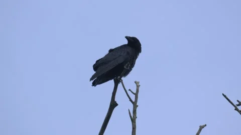 Carrion Crow Perched on Tree Top Observing Surroundings - 4K Wildlife Slow Video stock 336722131