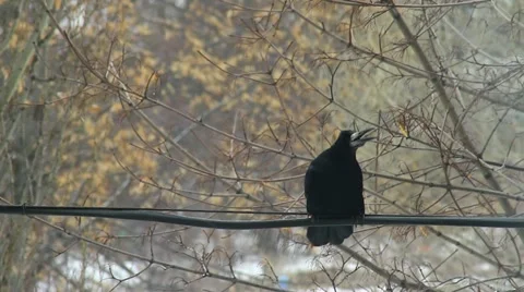 Carrion crow perching on cable Video stock 10830506