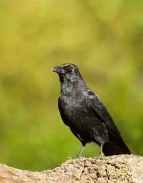 Carrion crow perching on a tree trunk Stock Photos