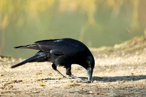Carrion Crow Stock Photos
