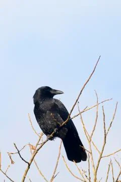 Carrion Crow Stock Photos