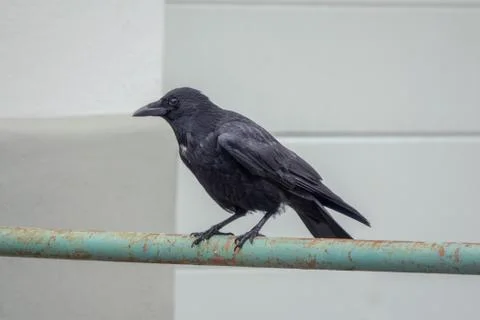 Carrion Crow Stock Photos