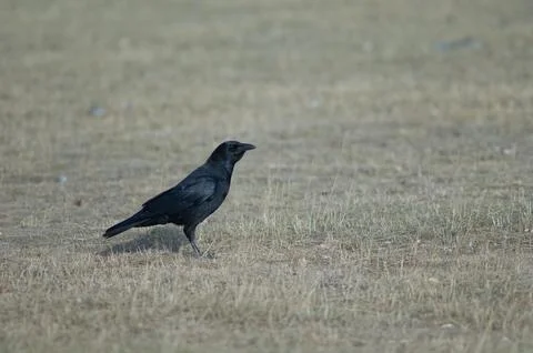Carrion crow. Stock Photos