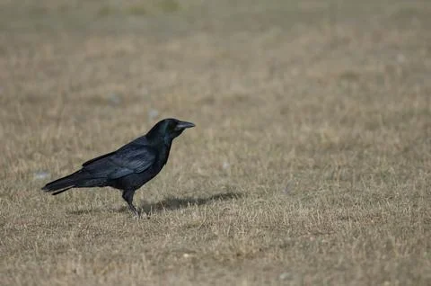 Carrion crow. Stock Photos