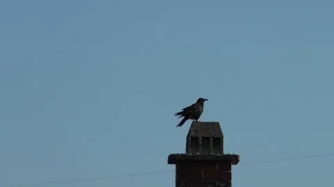 Carrion crow preening, scratching head, looking around, taking off, chimney top Stock Footage 91660064
