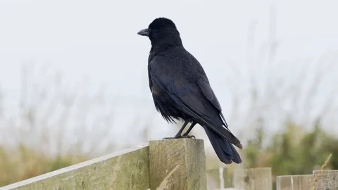 Carrion Crow scratching and defecating on perch. Stock Footage 118520363