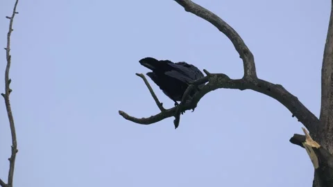 Carrion Crow Shaking Feathers on a Bare Branch - 4K Wildlife Slow Motion Medium Vídeos de archivo 336720524