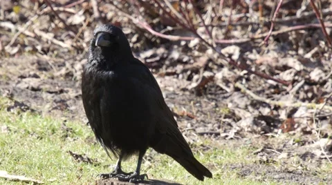 Carrion crow sitting on the ground and look around very alert Stock Footage 61369873