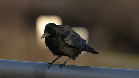 A carrion crow sitting on the railing of a bridge Stock Footage 168061131