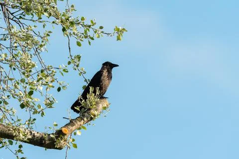 A Carrion Crow sitting on a tree Stock Photos