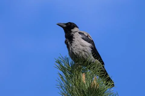A Carrion Crow sitting on a tree Stock Photos