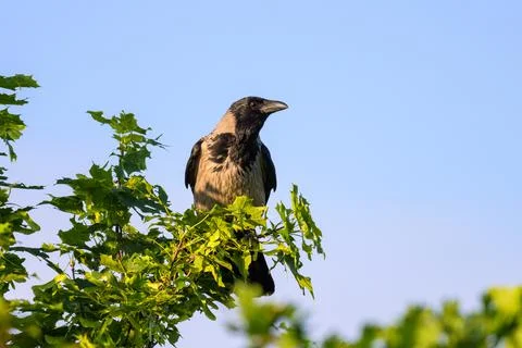 A Carrion Crow sitting on a tree Stock Photos