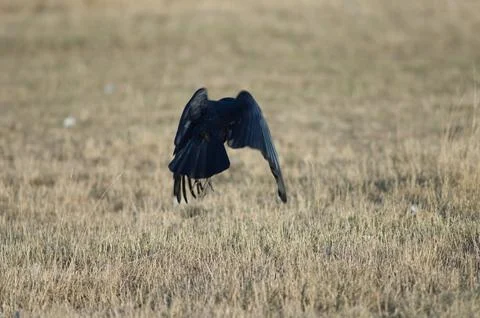Carrion crow taking flight. Stock Photos