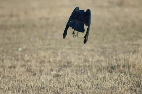 Carrion crow taking flight. Stock Photos