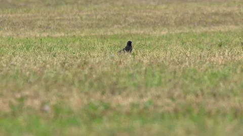 Carrion Crow Walking in a Dry Field in 4K Slow Motion Stockbeeldmateriaal 341571766