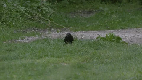 Carrion Crow Walking Towards Camera Vídeos de archivo 334673760
