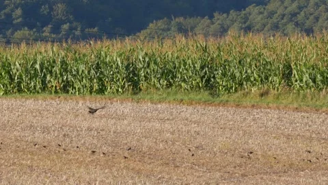Carrion crows and flock of house sparrows flying over stubble field in summer Stock Footage 251372631