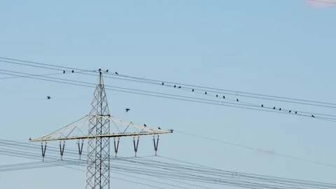 Carrion crows and house sparrows resting on power line and electrical tower Stock Footage 251371742