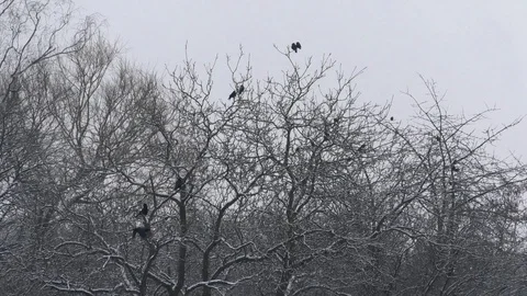 Carrion crows and smaller birds in snow-covered tree crowns on snowy winter day Stock Footage 101759357