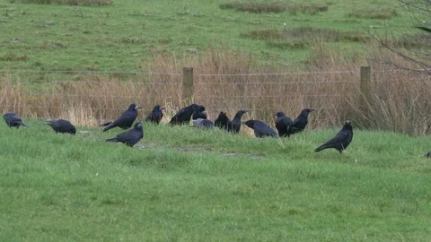 Carrion crows Corvus corone and rooks Corvus frugilegus gather to feed Stock Footage 87047845