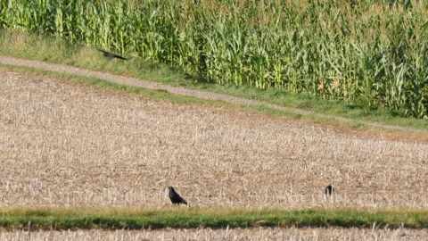 Carrion crows (corvus corone), birds flying and foraging near corn field, summer Stock Footage 251371310