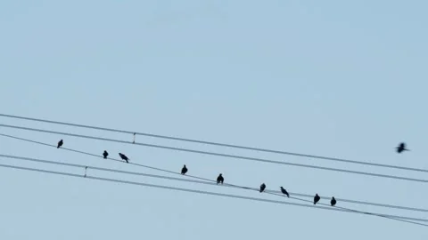 Carrion crows (corvus corone) landing and sitting on power line, blue sky, sunny Stock Footage 251371470