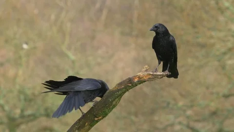 Carrion crows Corvus corone Pair perching on tree branch exibiting pair bonding Stock Footage 87047785